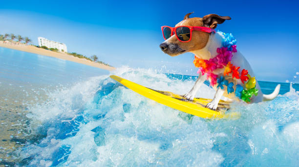 istockphoto-912592258-612x612